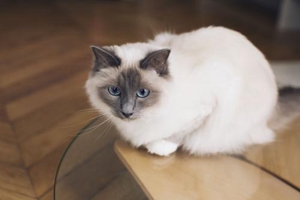 布偶猫为什么要绝育